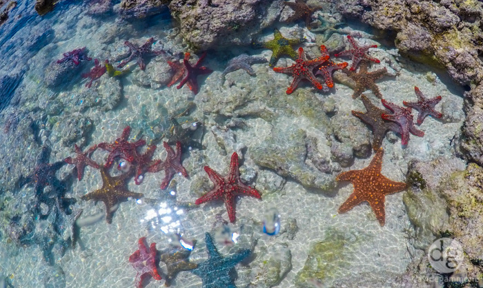 Zanzibar ad Agosto: la barriera corallina a Kiwengwa / giorno 2